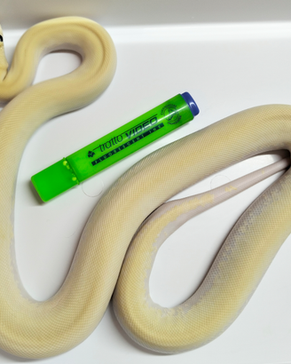 Pitone Moluro Maschio Bivittatus