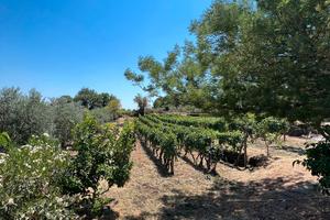Casa + terreno agricolo Etna nord