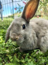 Coniglietti mini lop