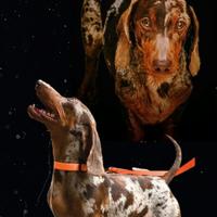 Bassotto arlecchino cioccolato per monta