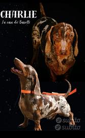 Bassotto arlecchino cioccolato per monta