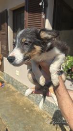 Border collie