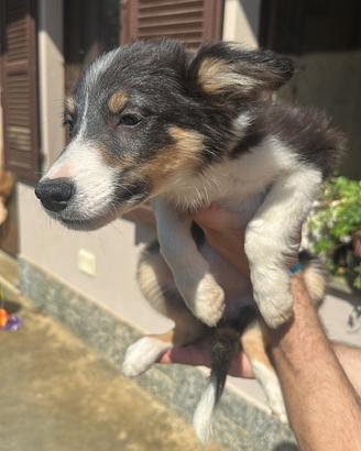 Border collie