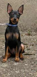 Pinscher maschio