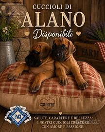 Alano fulvo