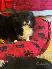 Taglie piccole in adozione