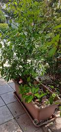 2 vasi con piante di photinia