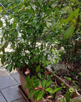 2 vasi con piante di photinia