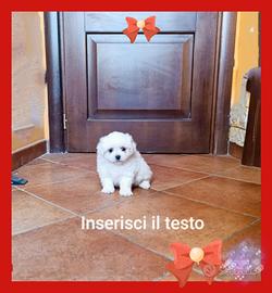 Cucciolo Maschio Maltese 2 mesi