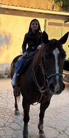 Cavallo