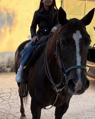 Cavallo