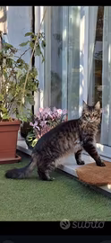 Gatto Maine Coon maschio