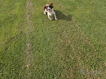 Springer spaniel