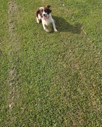 Springer spaniel