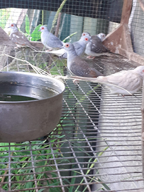 Tortore Diamantine Varie colorazioni