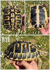 Femmina adulta Testudo hermanni hermanni