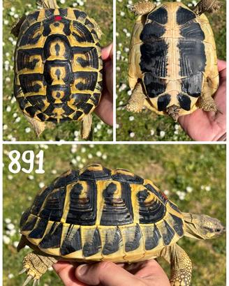 Femmina adulta Testudo hermanni hermanni