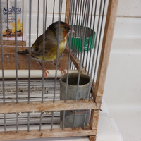 Cardellino incardellato