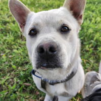 Simpatico cagnolino in adozione