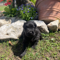 Cuccioli pastore tedesco pelo lungo