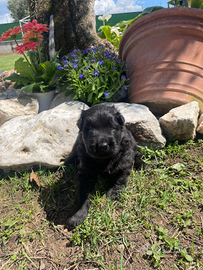 Cuccioli pastore tedesco pelo lungo
