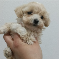 Maltipoo toy