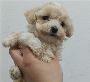 Maltipoo toy