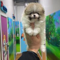 Spitz tedesco nano Pomerania