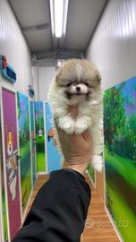 Spitz tedesco nano Pomerania