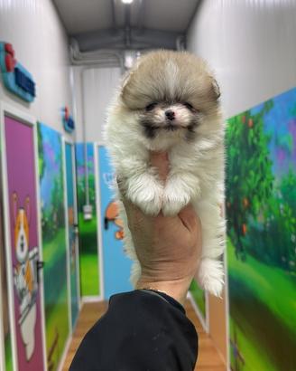 Spitz tedesco nano Pomerania