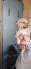 Maschietto Chihuahua