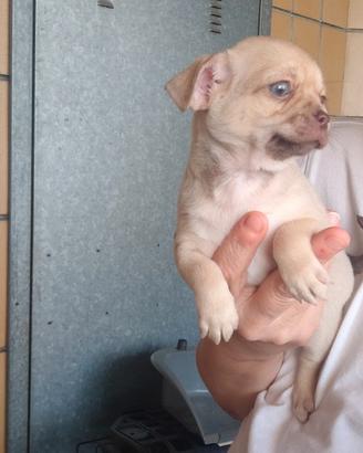 Maschietto Chihuahua