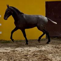 Cavallo spagnolo andaluso pre