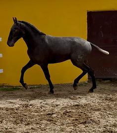 Cavallo spagnolo andaluso pre