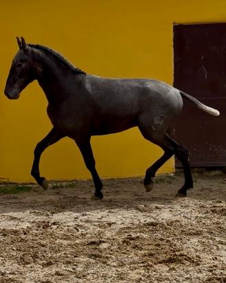 Cavallo spagnolo andaluso pre