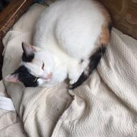 Gattina di qualche mese