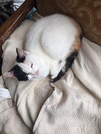 Gattina di qualche mese