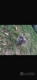 Gattino maschio