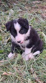 Border collie simil