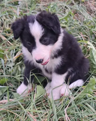 Border collie simil