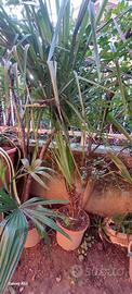 palme