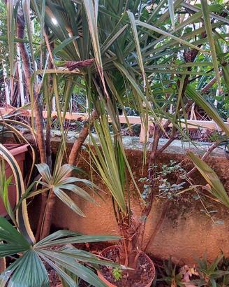 palme