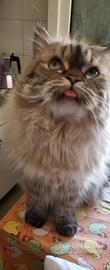 assistenza gatto