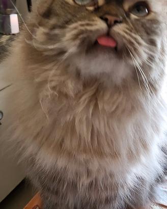 assistenza gatto