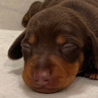 Bassotti cuccioli kaninchen/nani