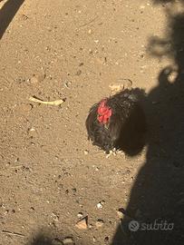 Gallo e gallina