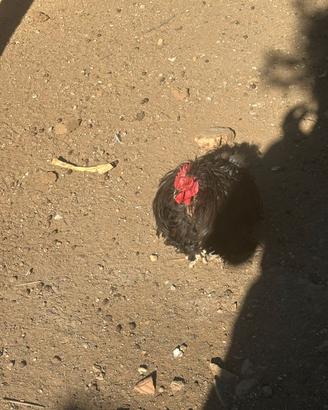 Gallo e gallina