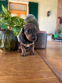 CUCCIOLI BASSOTTO TEDESCO NANO