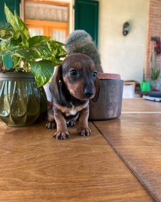 CUCCIOLI BASSOTTO TEDESCO NANO