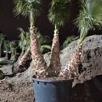 palma Washington robusta, e filifera